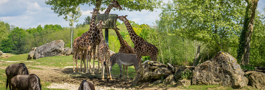 métiers animaliers du zoo